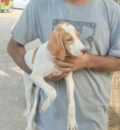 English pointer female puppy