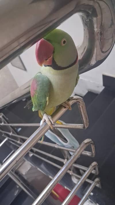 kashmiri RAW parrot Jammu size