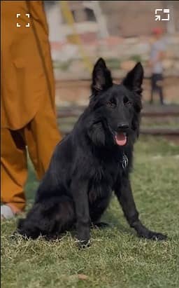 Back Shepherd proper Long coat Female for sale