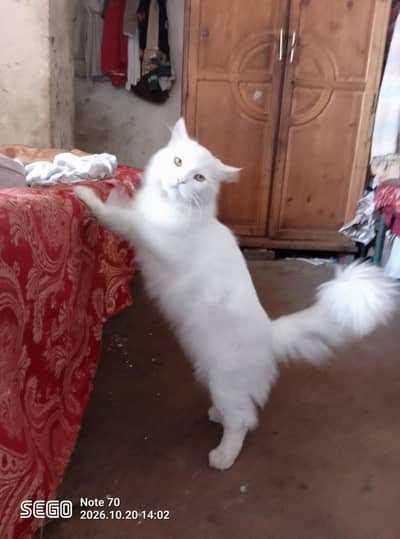 white Persian male cat