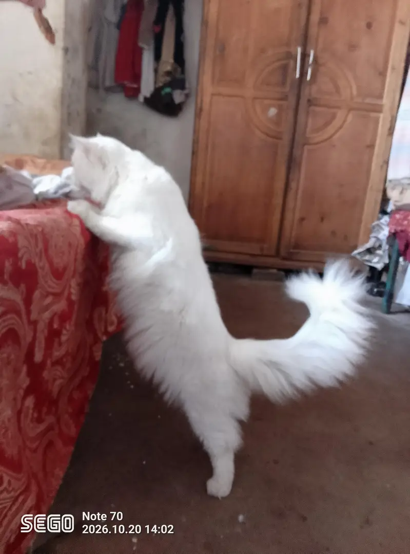 white Persian male cat — photo 2