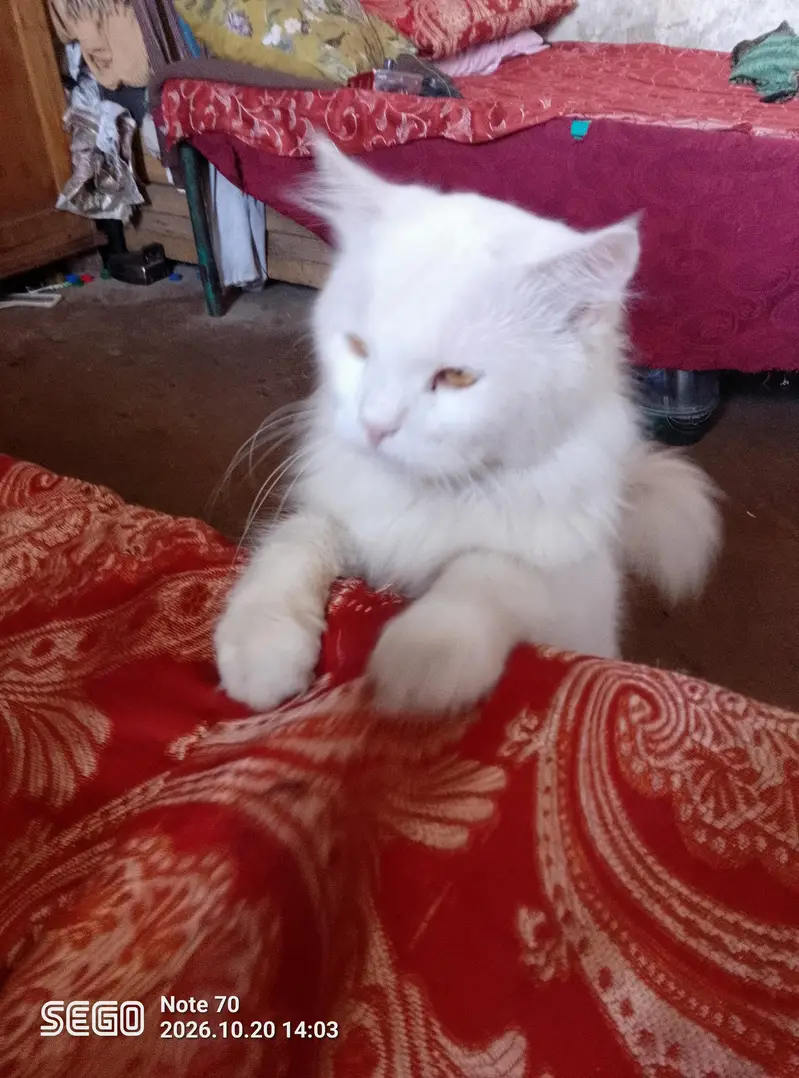 white Persian male cat — photo 3