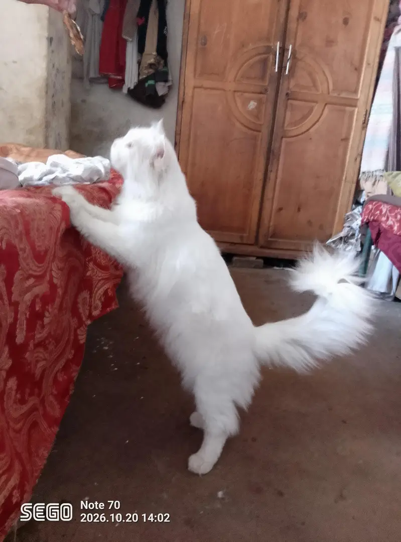 white Persian male cat — photo 4