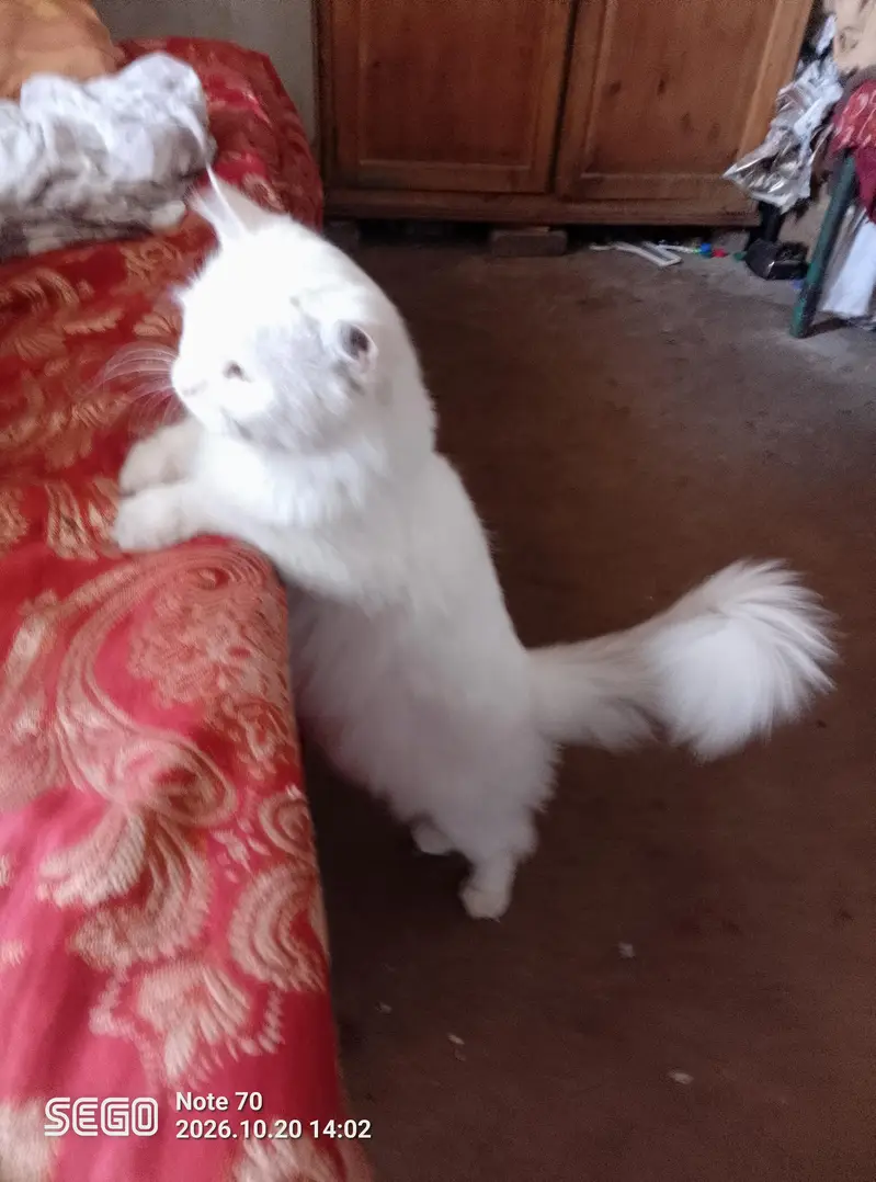 white Persian male cat — photo 5