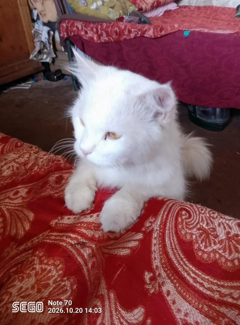 white Persian male cat — photo 6
