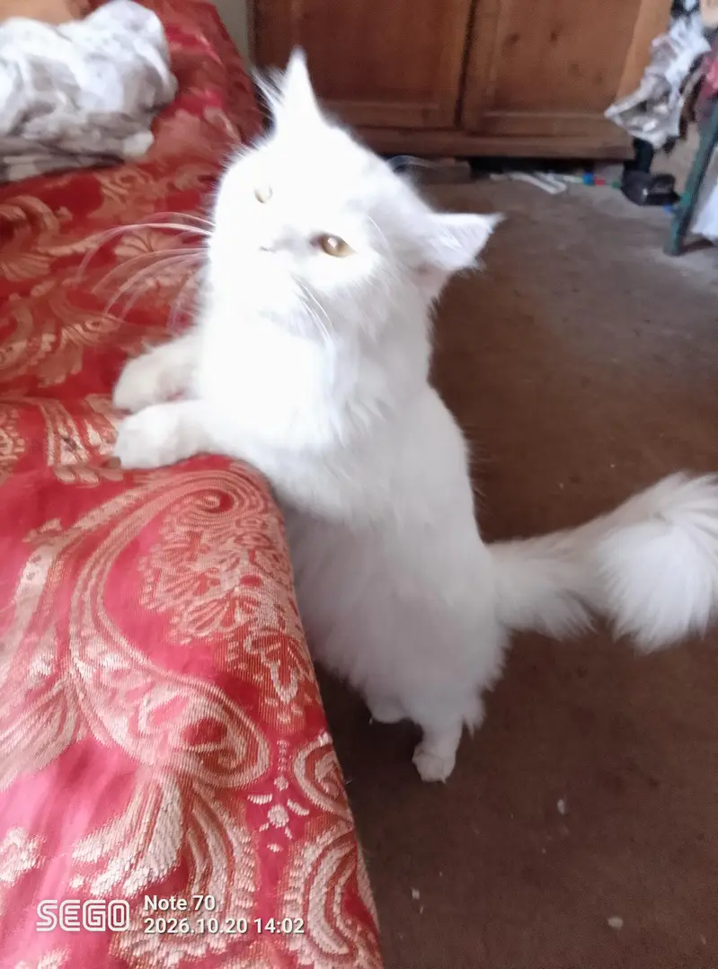 white Persian male cat — photo 7