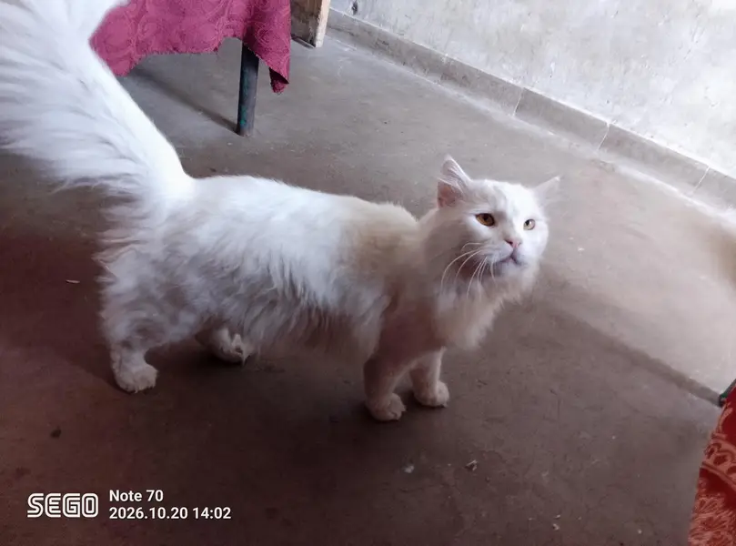 white Persian male cat — photo 8