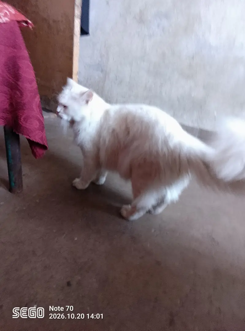 white Persian male cat — photo 9