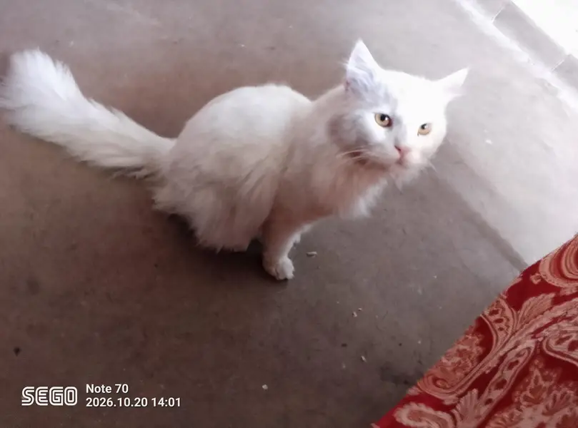 white Persian male cat — photo 10