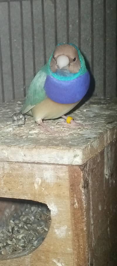 Goldian Finches pair for sale