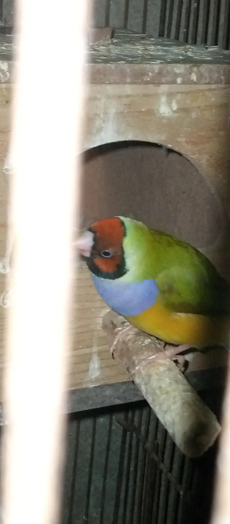 Goldian Finches pair for sale — photo 2
