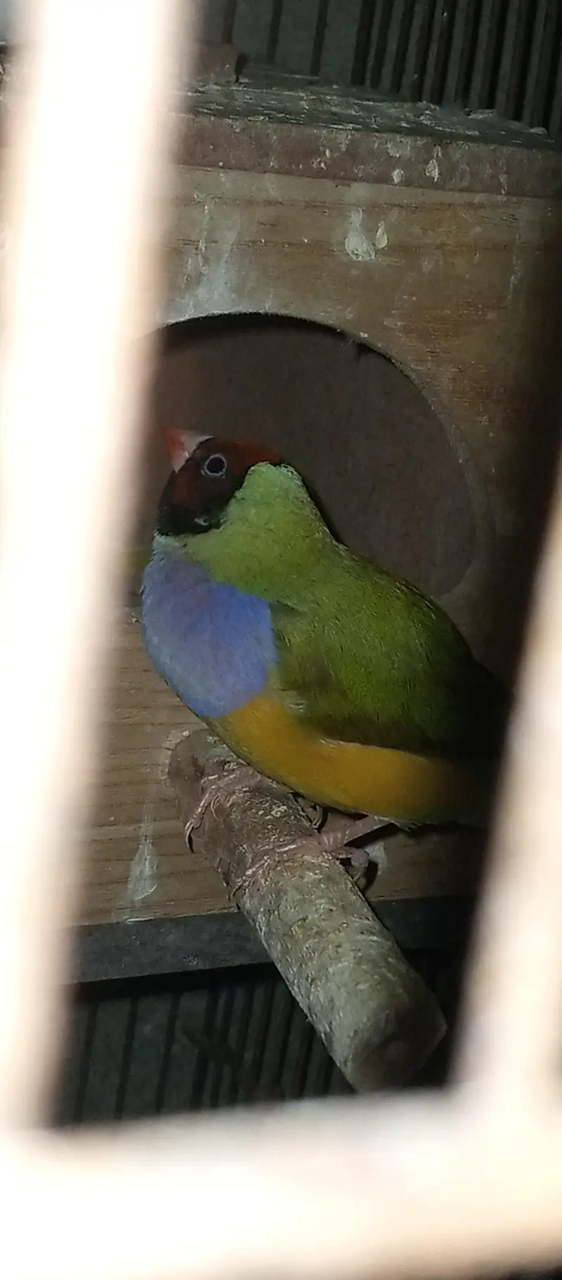 Goldian Finches pair for sale — photo 3