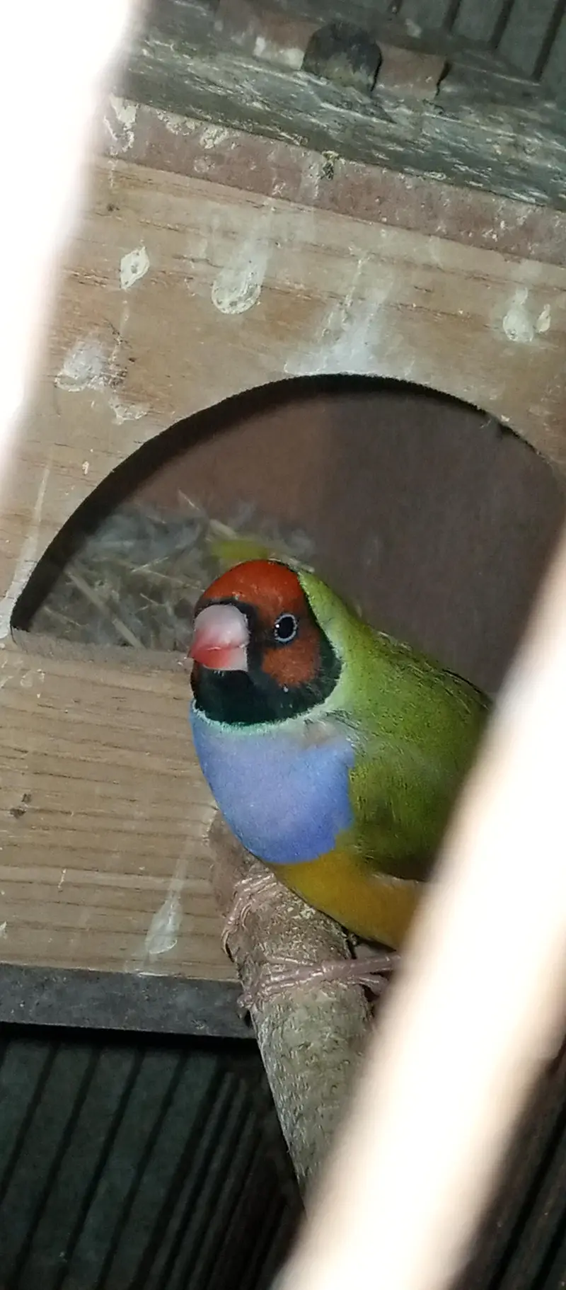 Goldian Finches pair for sale — photo 4