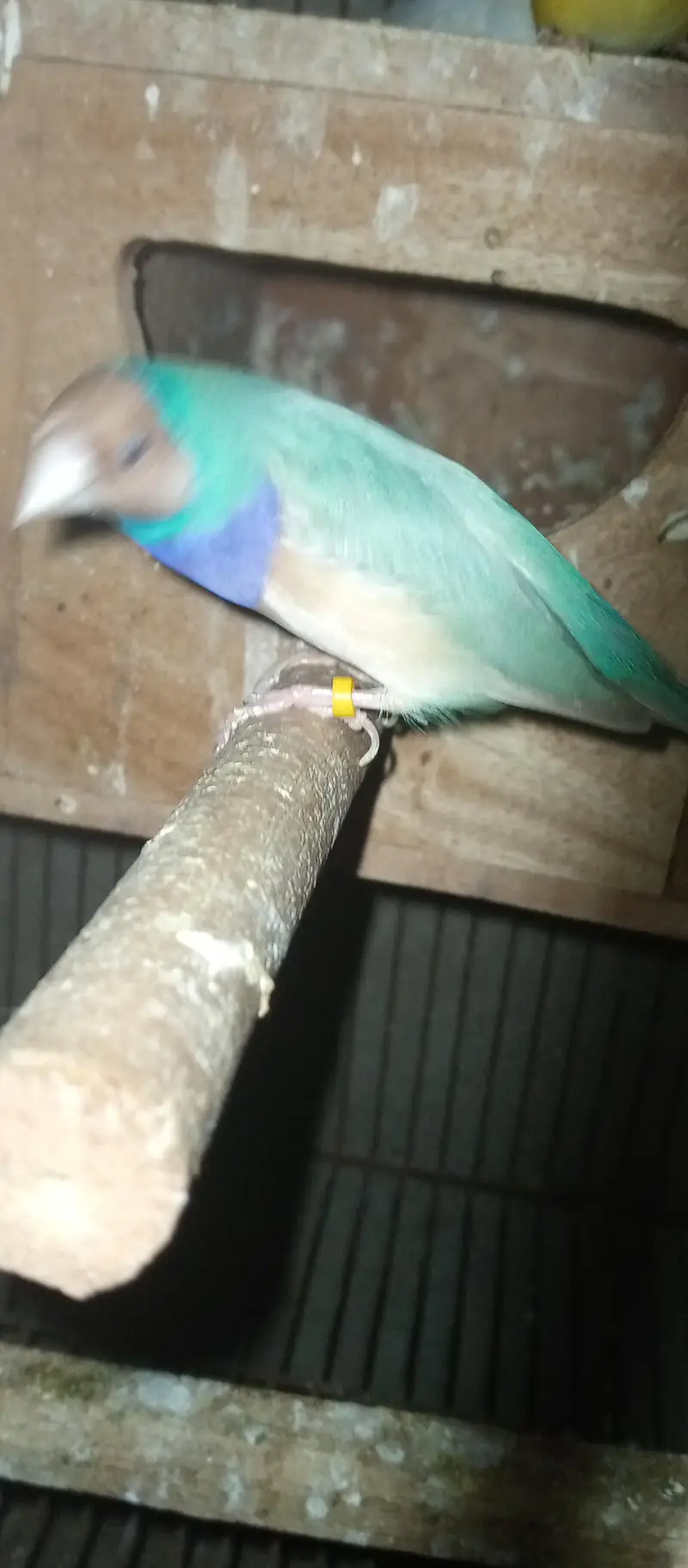 Goldian Finches pair for sale — photo 10