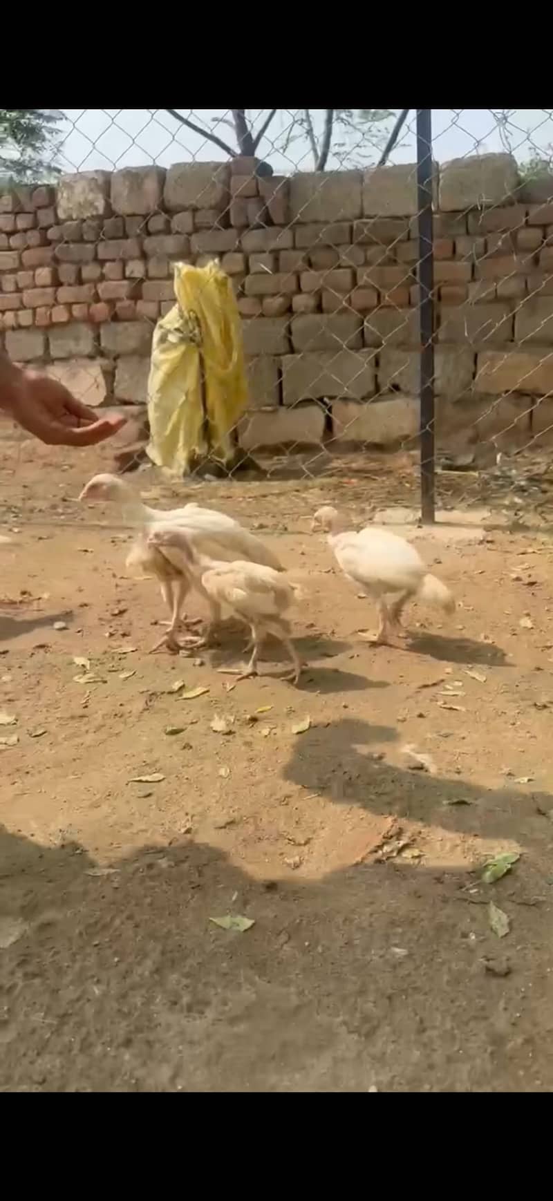 white aseels 2