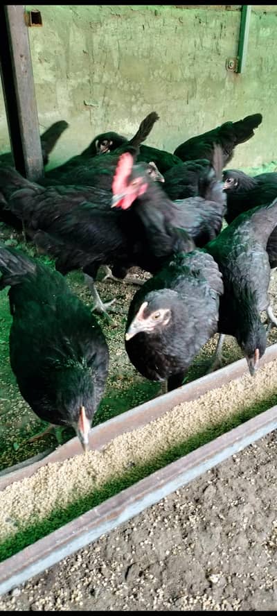 Australorp pure Australorp Black Australorp per pic 1700