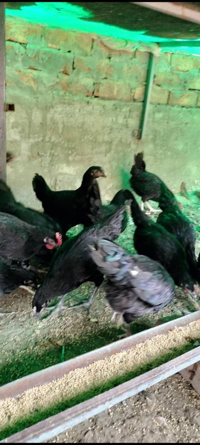 Australorp pure Australorp Black Australorp per pic 1700