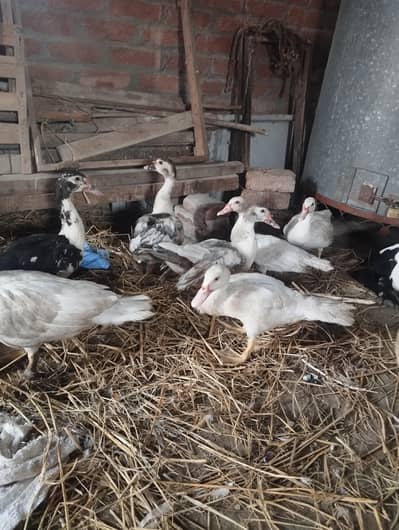 maskwi ducks