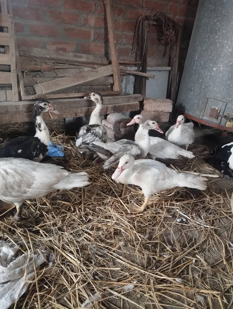 maskwi ducks 0