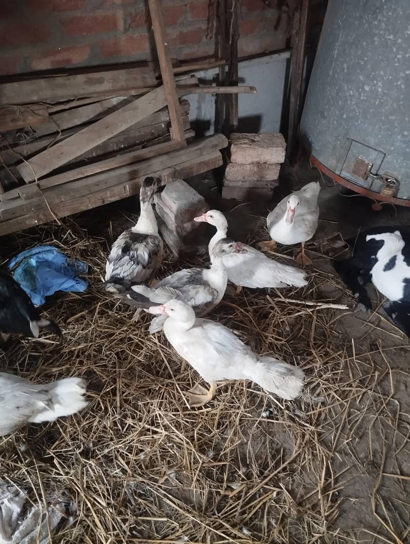 maskwi ducks 1