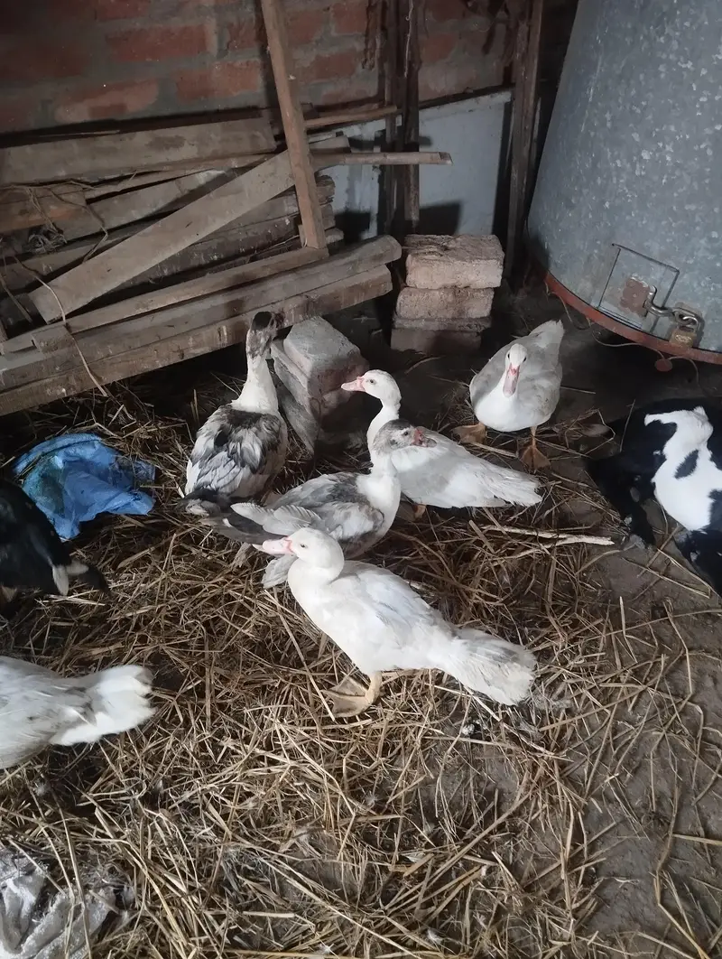 maskwi ducks — photo 2