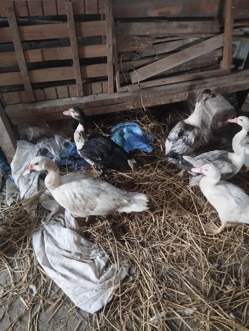 maskwi ducks 2