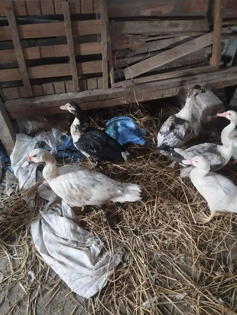 maskwi ducks — photo 3