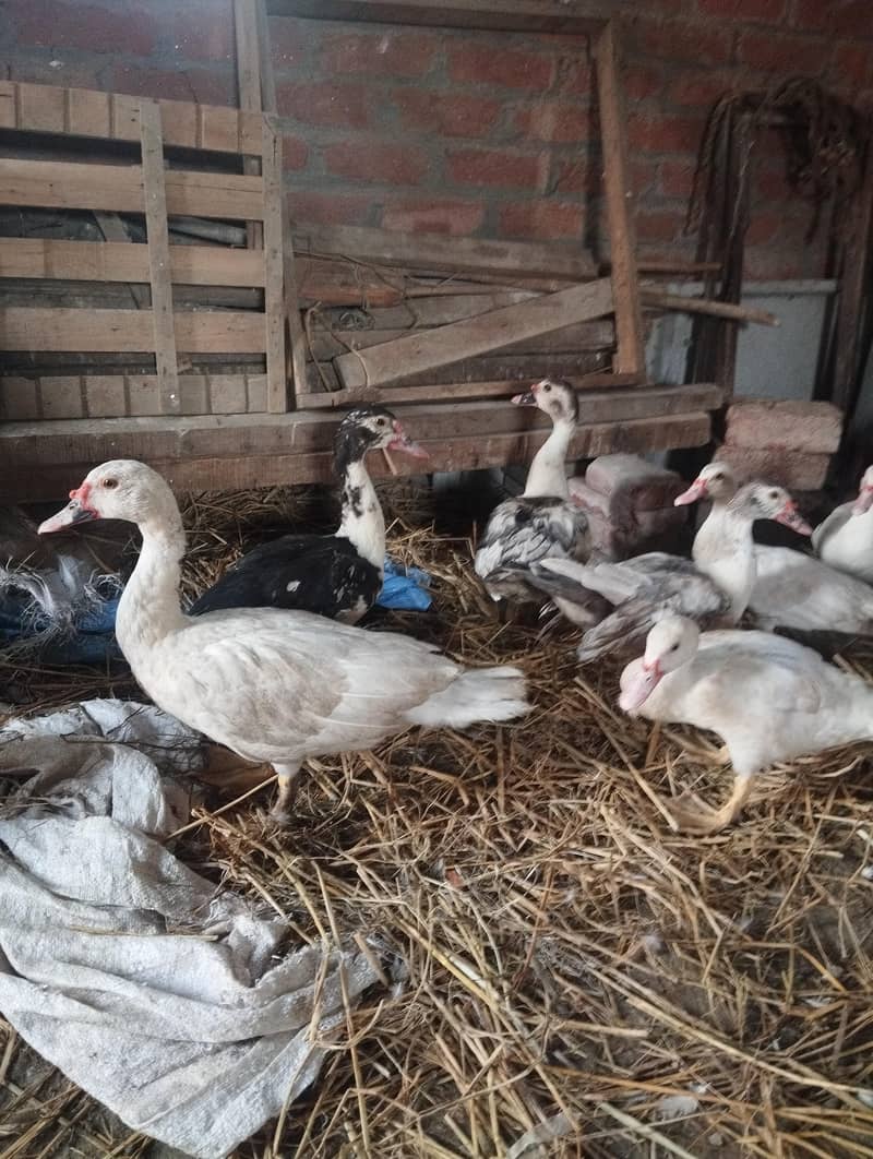 maskwi ducks 3