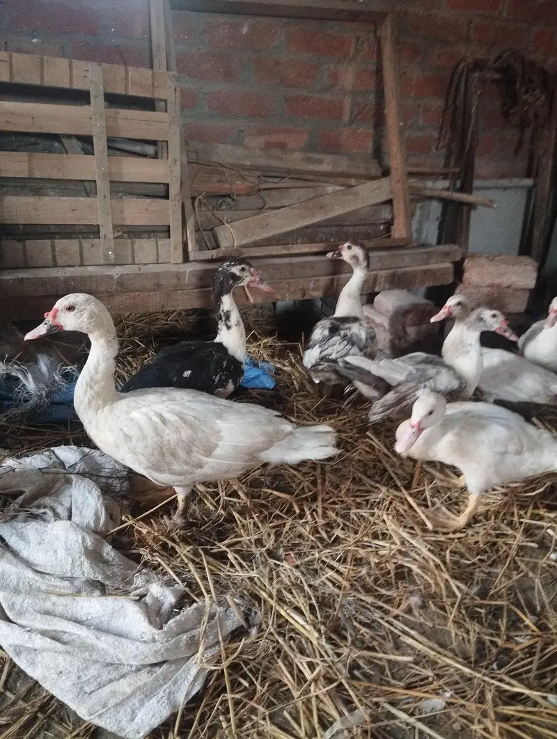 maskwi ducks — photo 4