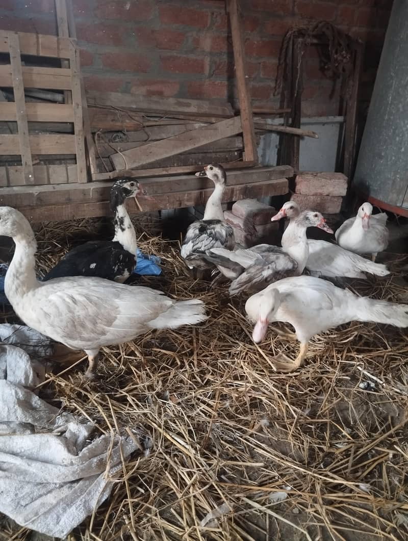 maskwi ducks 4