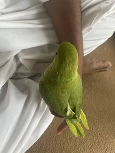Raw parrot for sale