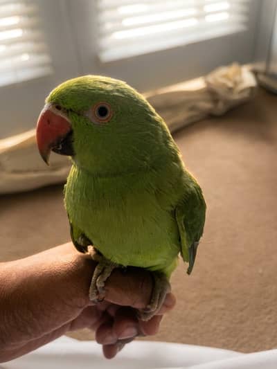 Raw parrot for sale
