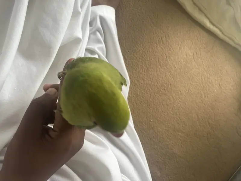 Raw parrot for sale — photo 2