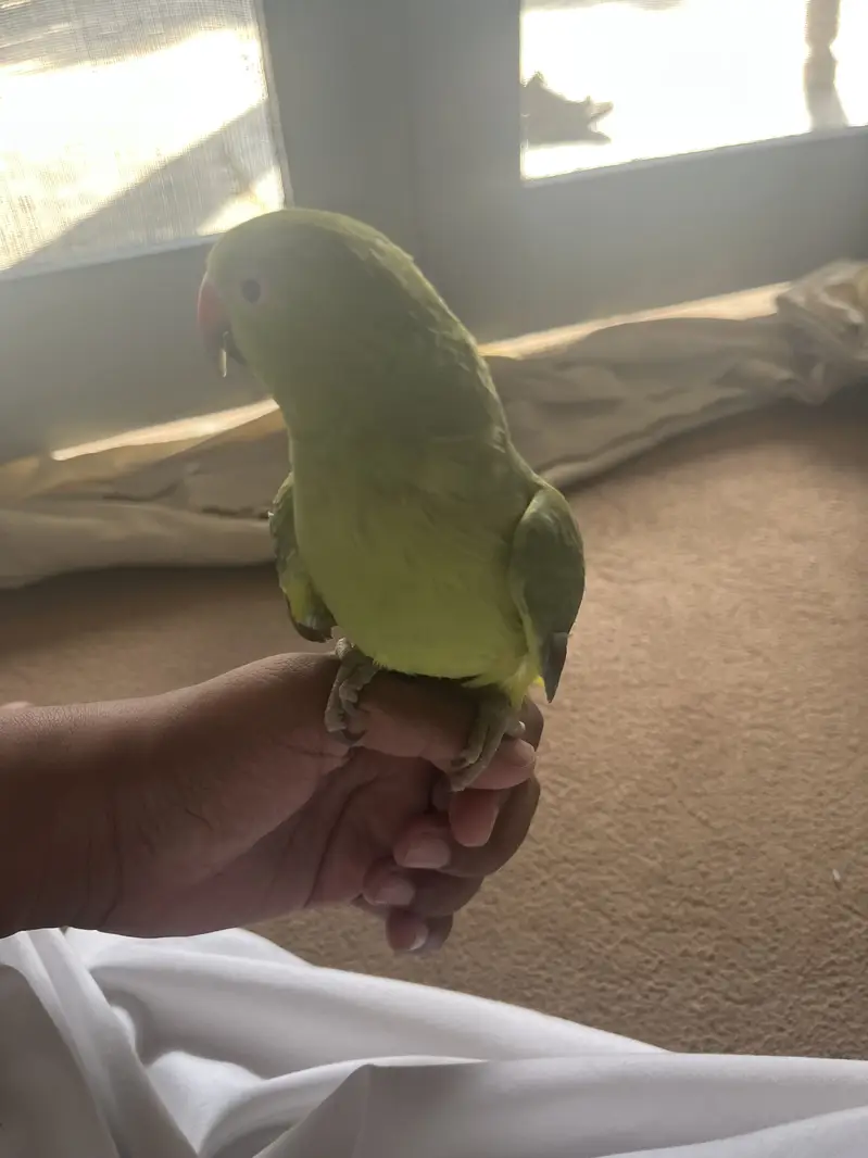 Raw parrot for sale — photo 3