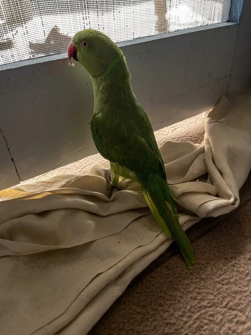 Raw parrot for sale — photo 4