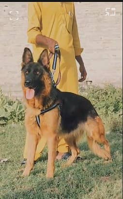 top quality German Shepherd | GSD |  German Shepherd puppy for sale