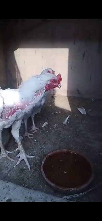 2 male 3 female Heera Aseel for sale