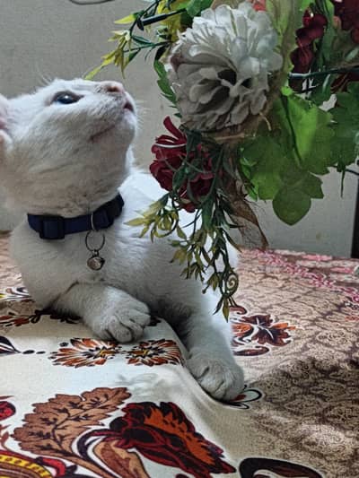 double coated cute cat