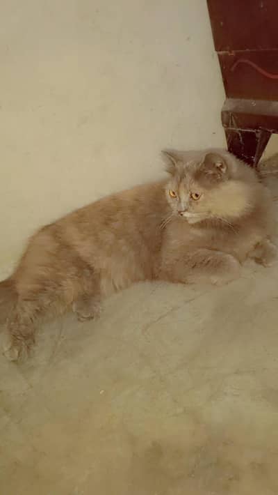 Grey persian Tripal caot cat female litter trained lahore