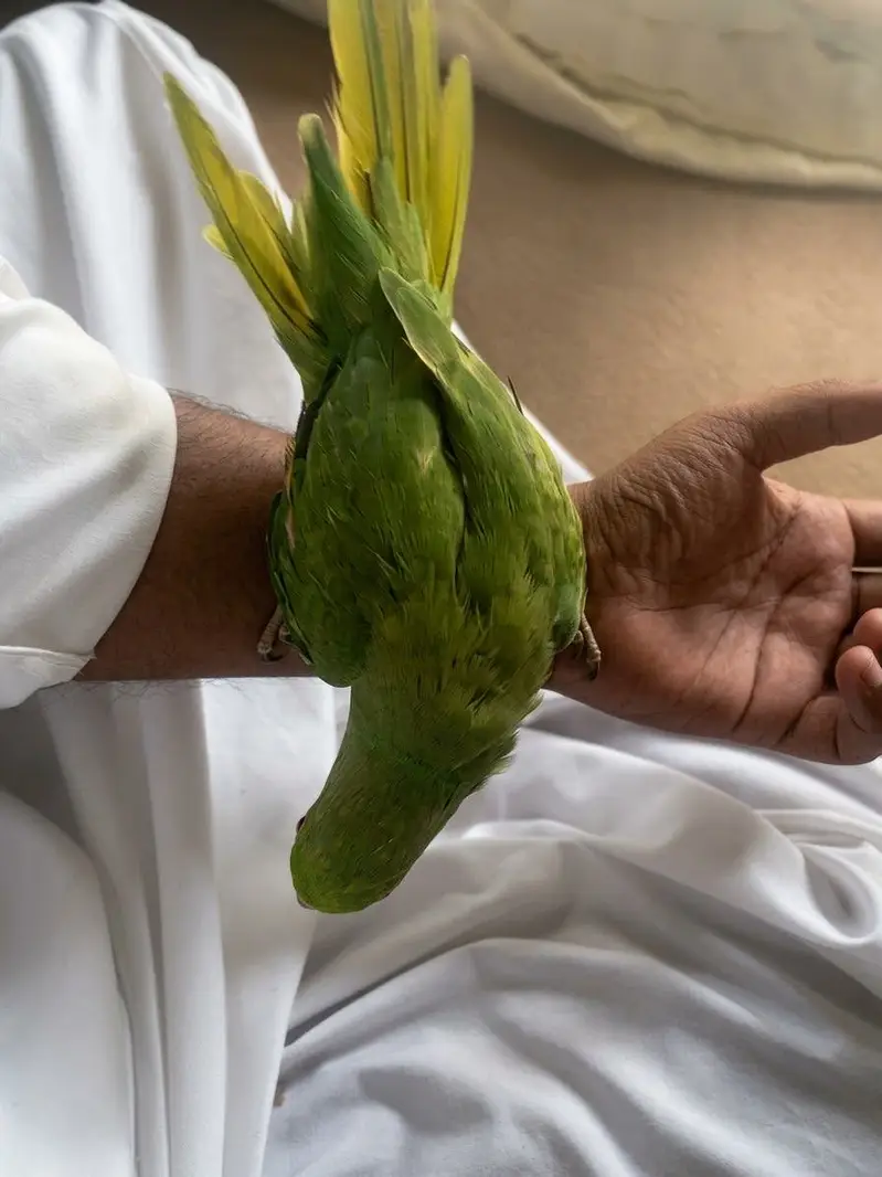 Raw parrot for sale — photo 5