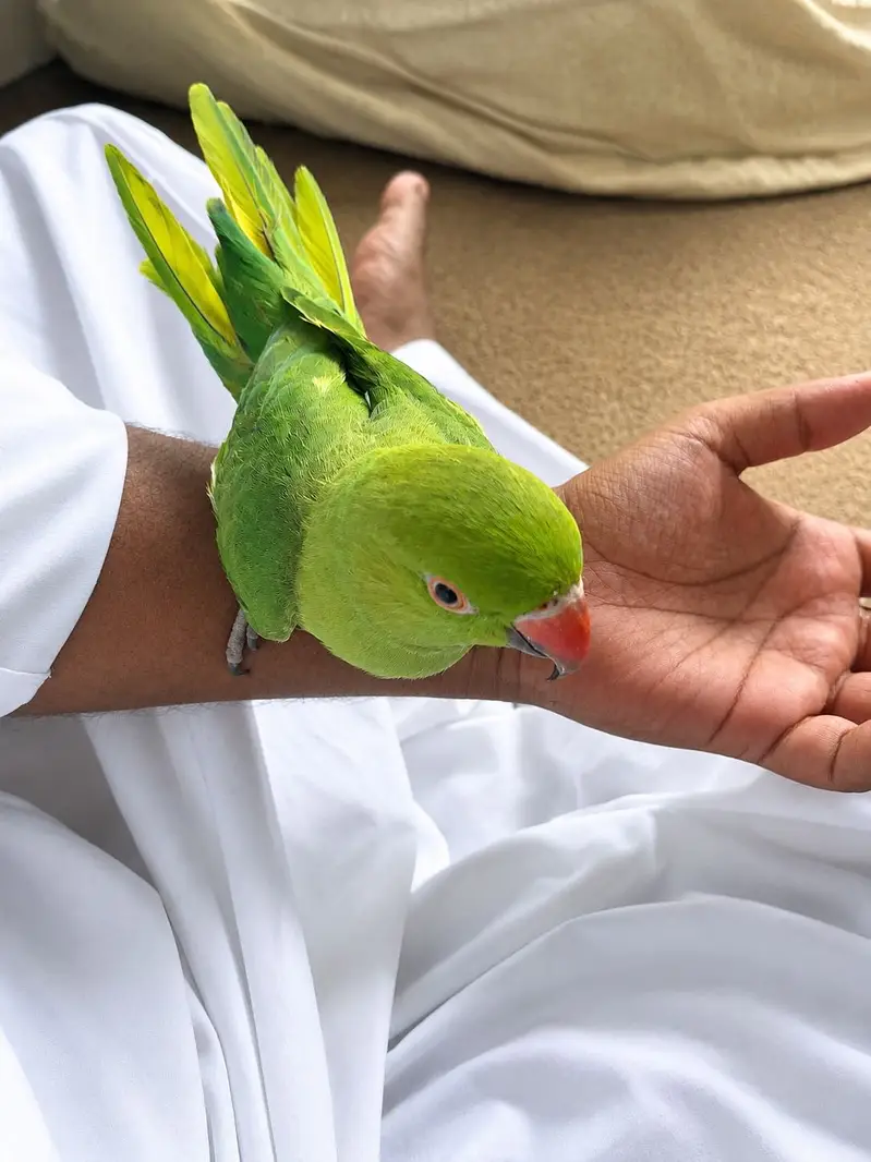 Raw parrot for sale — photo 6