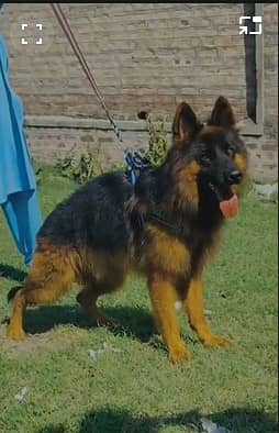 German Shepherd proper Long Coat male for sale