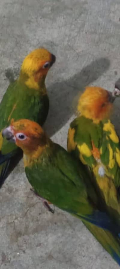 Sun Conure Chicks