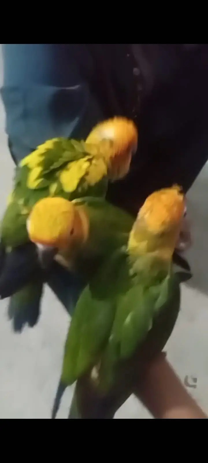 Sun Conure Chicks — photo 2