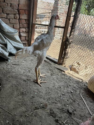 White shamo male