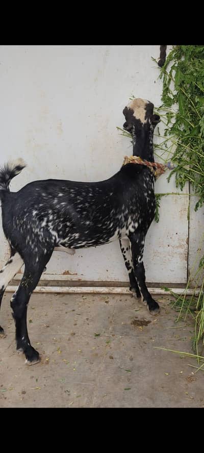 0 size tedda male