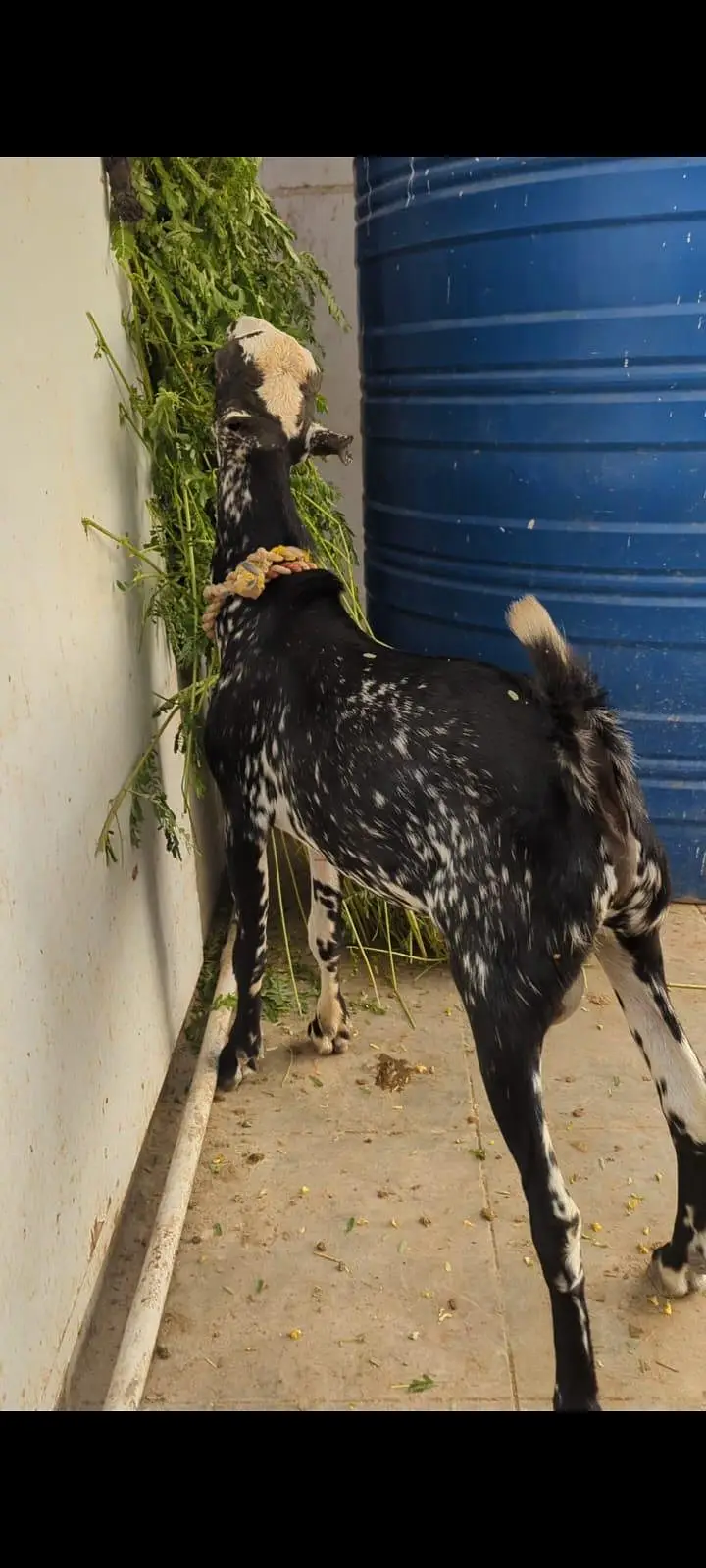 0 size tedda male — photo 2