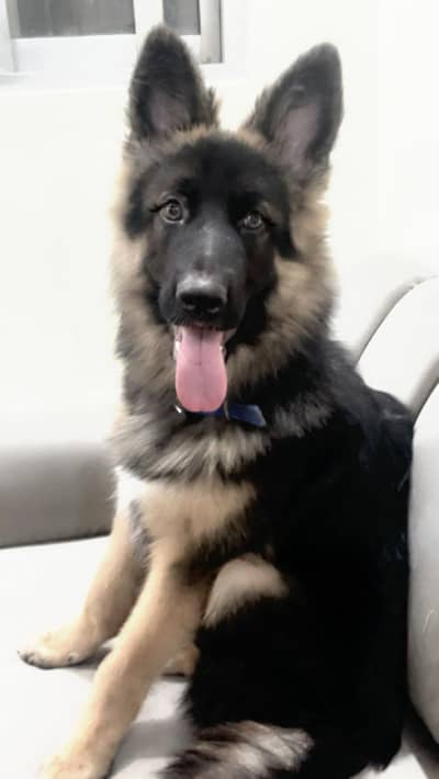 German Shepherd puppy for sale  | GSd  puppy for sale