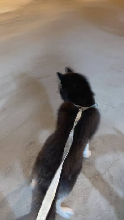  Siberian Husky For Sale in Karachi 