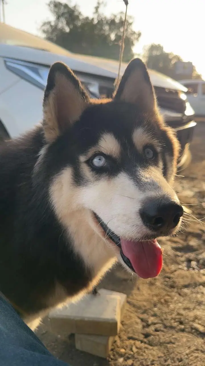  Siberian Husky For Sale in Karachi  — photo 2
